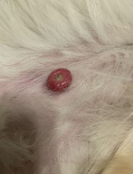 Inverted Papilloma - thanks to megburnette for uploading this image