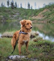 What is a Nova Scotia Duck Tolling Retriever, and do they make good pets? 