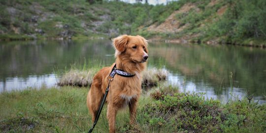 Nova Scotia Duck Tolling Retriever - Saara Karoliina