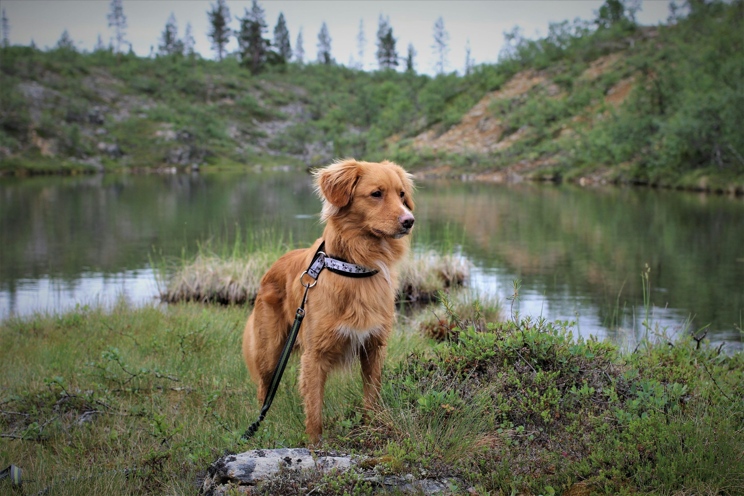 Nova Scotia Duck Tolling Retriever - Saara Karoliina