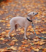 Are whippets really wimps? And are they good pets? 