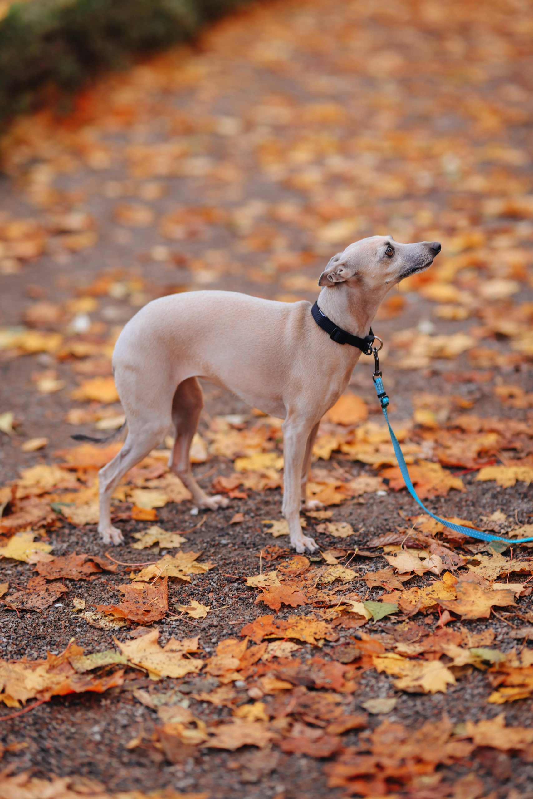 Whippet in the woods