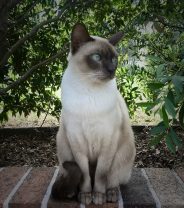 What is a Tonkinese, and do they make good pets? 