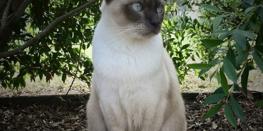 Tonkinese cat