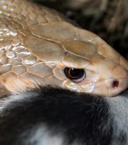 Feeding live prey to exotic pets - is it really OK?  