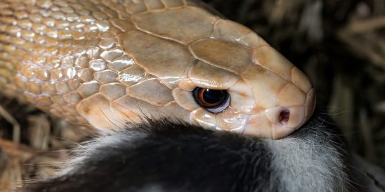 Snake eating mammal