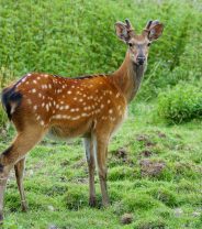 Oh deer - what you need to know about wild deer in the UK 