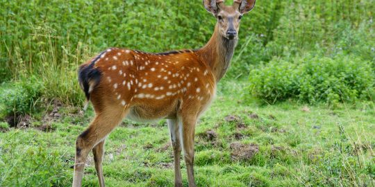 Fallow deer