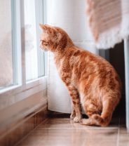 How can you keep indoor cats happy?