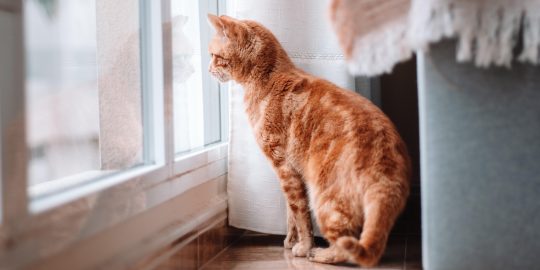 Cat looking out of window