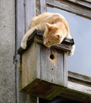 How much of a risk are cats in spreading bird flu? 