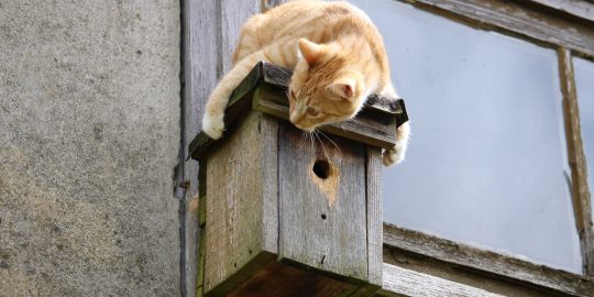 Cat hunting on bird house