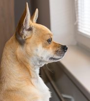 Is the Renters’ Rights Act good for pet owners? 