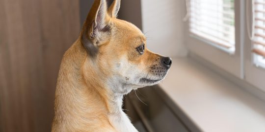 Dog looking out of window