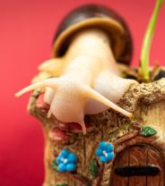 Invertebrate pets - are they worth the hassle? 