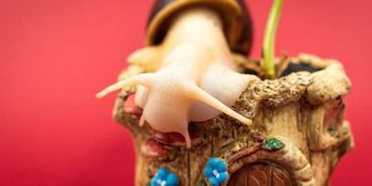 Giant African snail in vivarium