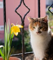 Protecting your cat from toxic flowers and plants  
