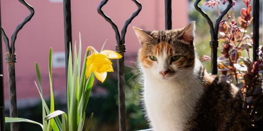 Cat with a daffodil