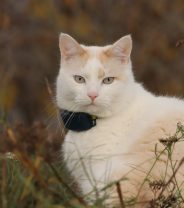 Cats, tech and trendy accessories: What's hot and what's not in summer 2026