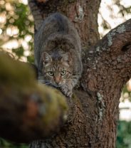 Are cats really as bad for wildlife in the UK as sometimes claimed? 