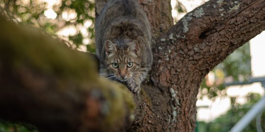 cat hunting in a tree