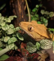 What is a bioactive enclosure? 