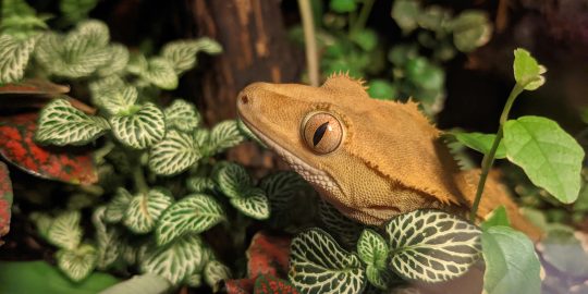 Crested gecko in vivarium
