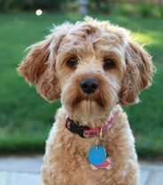 What are the pros and cons of keeping a Cavapoo?