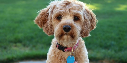 Cavapoo cross breed dog