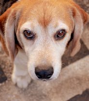Do dogs get glaucoma? 