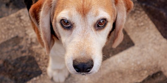 beagle dog eyes