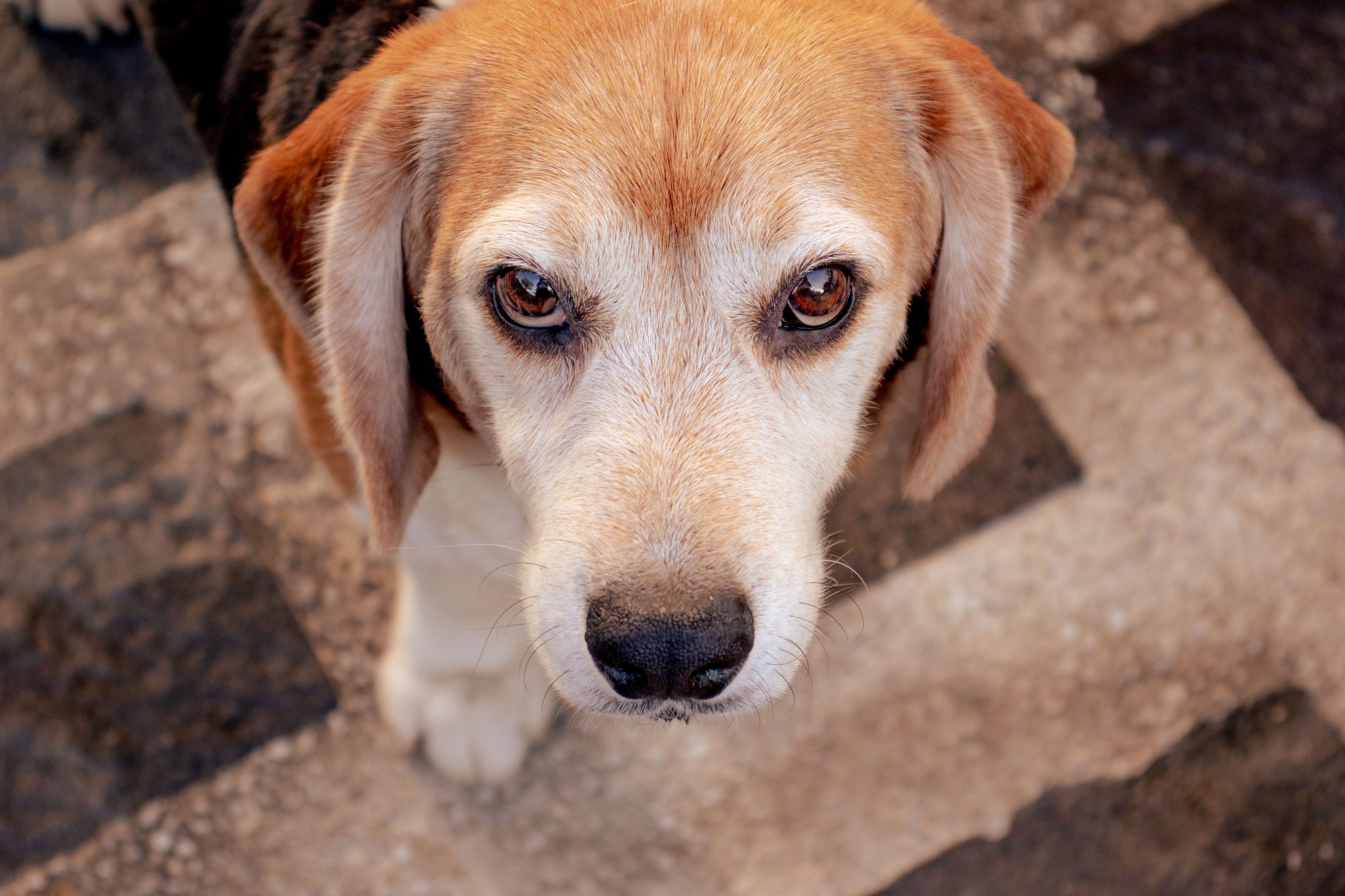 beagle dog eyes
