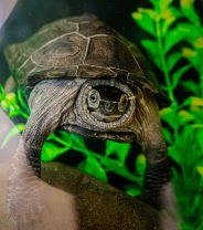 Help, My Turtle Has a Respiratory Infection! 