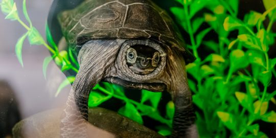 Reeves turtle