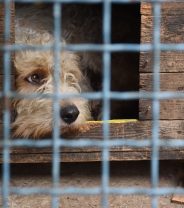 A history of animal welfare in the UK – how cruelty laws have evolved 