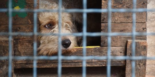 sad-looking dog in a cage