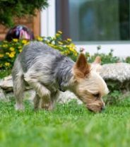 Do I need to worry about Whipworm in my Dog? 