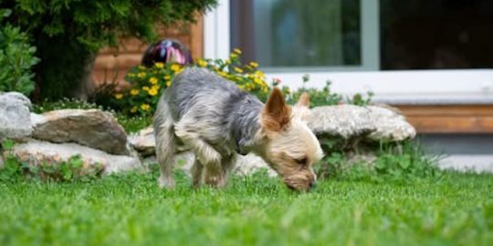 Yorkshire terrier in a garden