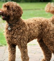 What are the pros and cons of keeping a Labradoodle?