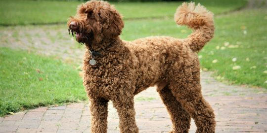 Labradoodle dog standing on grass