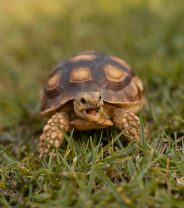 Worm egg counts for tortoises - what, why and how? 