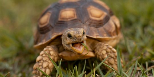 tortoise on grass