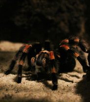How much pet care do spiders really need?  