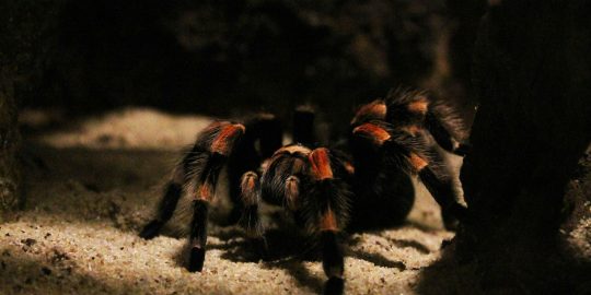 tarantula