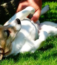 Why does my dog growl when I stroke his belly?