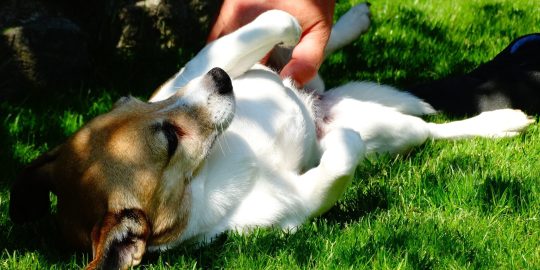 dog having a belly rub