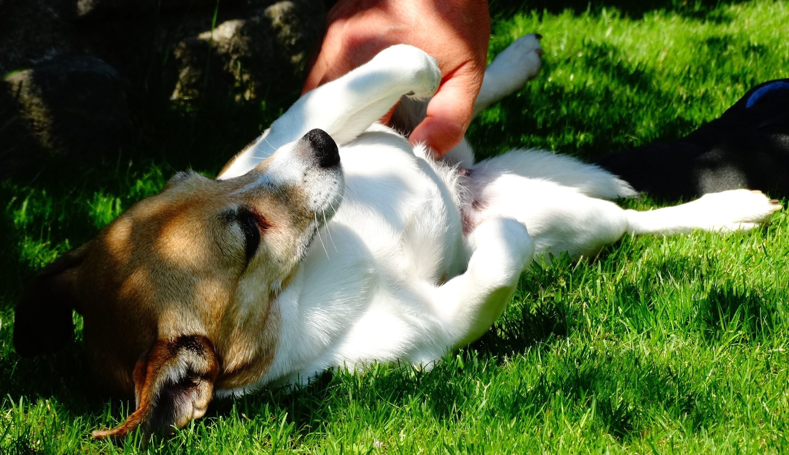 dog having a belly rub