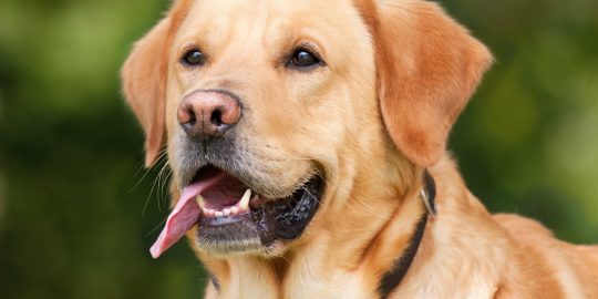 Labrador retriever