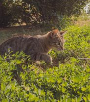 The role of hunting in cat tapeworms 