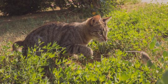 a cat hunting a mouse